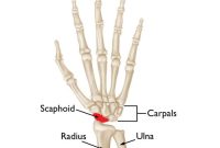 Bone Health Supplement