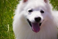 Free Images : puppy, animal, cute, canine, pet, fur, fluffy, small ... Dog Eye Health Supplements