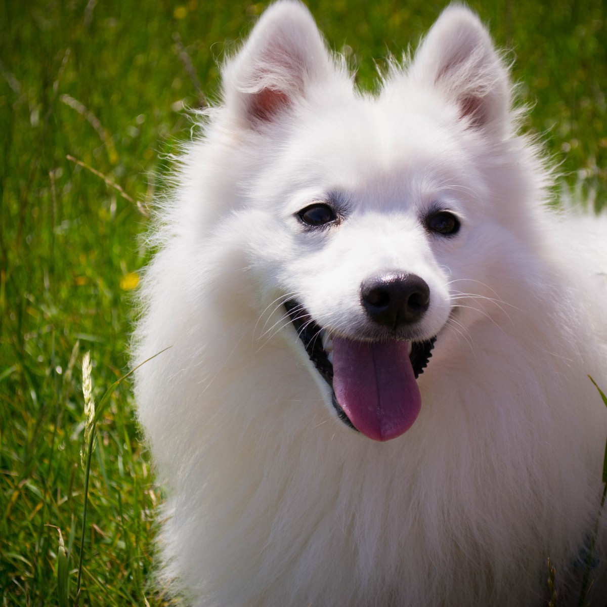 Free Images : puppy, animal, cute, canine, pet, fur, fluffy, small ... Dog Eye Health Supplements